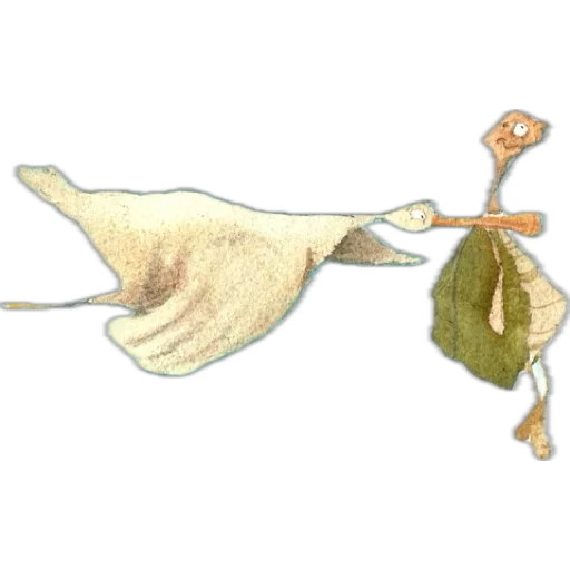 pato2.webp